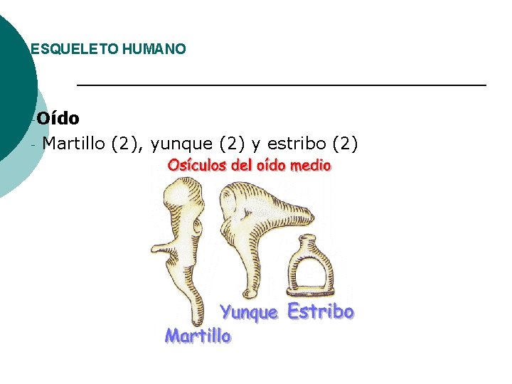 ESQUELETO HUMANO -Oído - Martillo (2), yunque (2) y estribo (2) 
