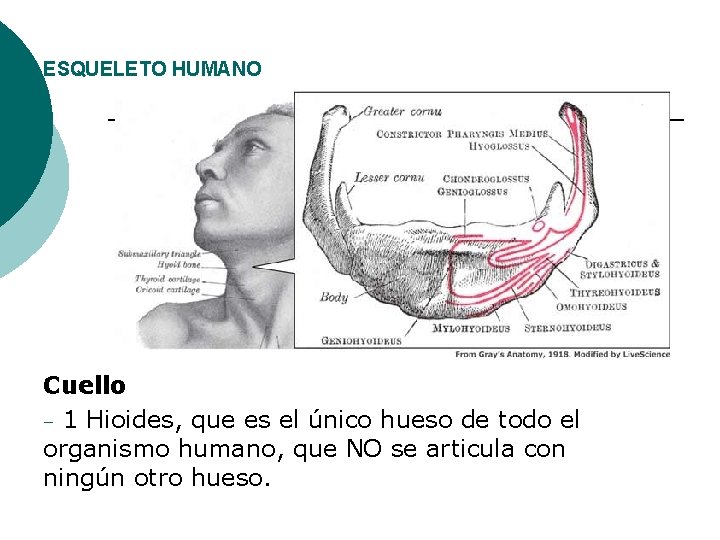 ESQUELETO HUMANO Cuello – 1 Hioides, que es el único hueso de todo el