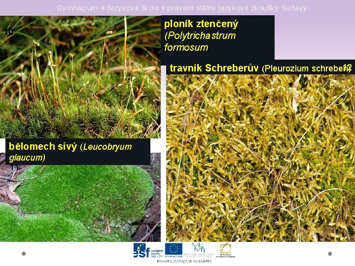 Gymnázium a Jazyková škola s právem státní jazykové zkoušky Svitavy 10 ploník ztenčený (Polytrichastrum