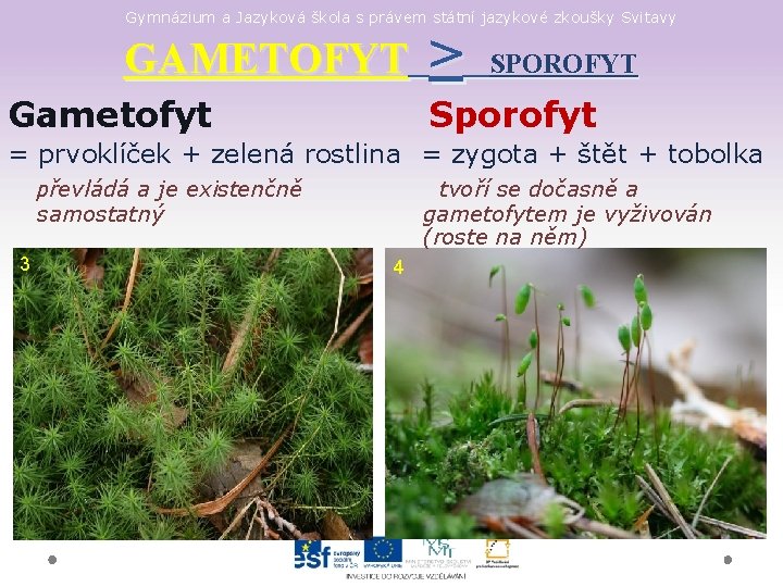 Gymnázium a Jazyková škola s právem státní jazykové zkoušky Svitavy GAMETOFYT Gametofyt > SPOROFYT