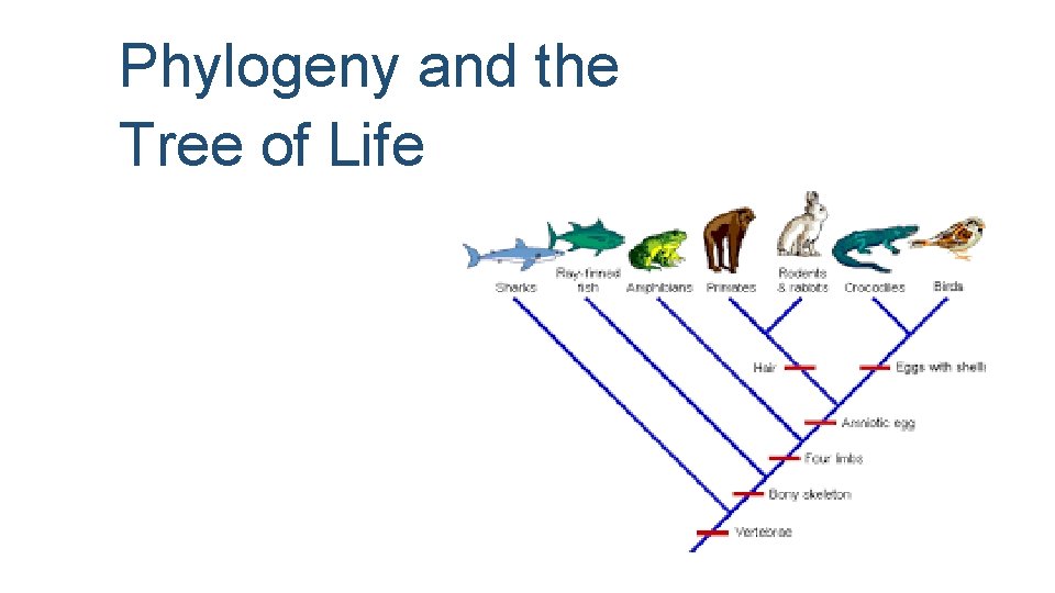 Phylogeny and the Tree of Life 