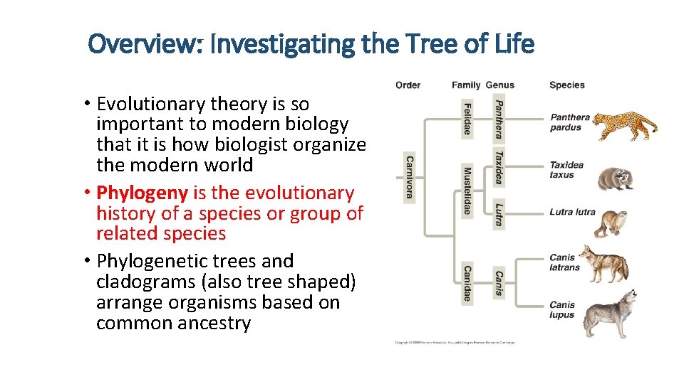 Overview: Investigating the Tree of Life • Evolutionary theory is so important to modern