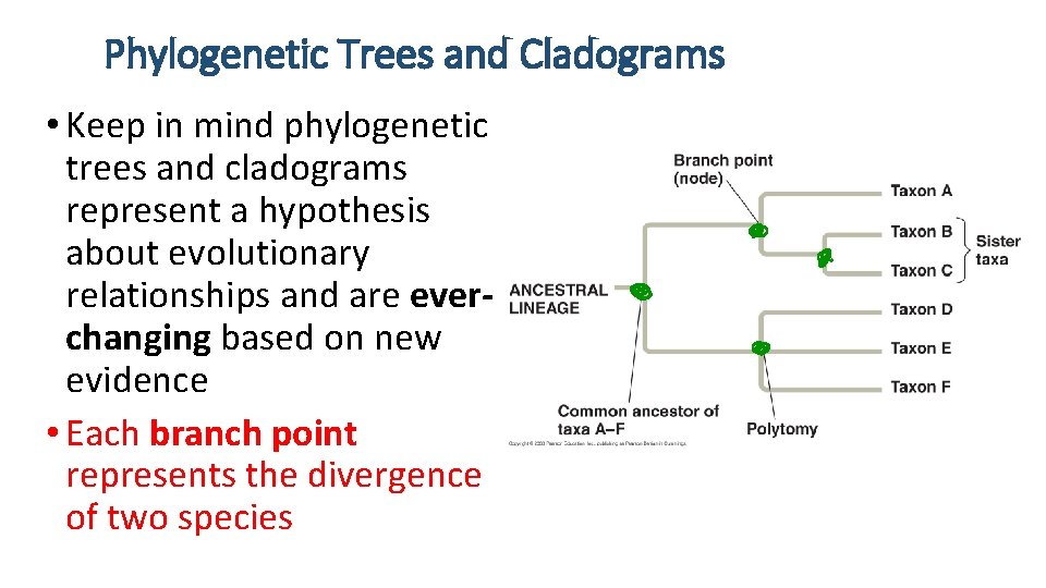 Phylogenetic Trees and Cladograms • Keep in mind phylogenetic trees and cladograms represent a