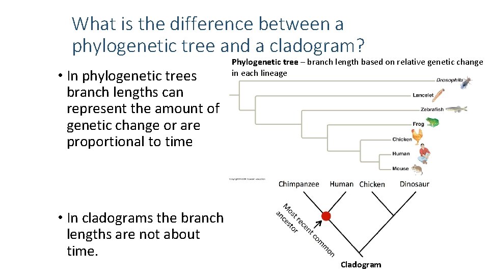 What is the difference between a phylogenetic tree and a cladogram? • In phylogenetic