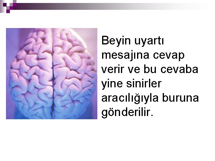 Beyin uyartı mesajına cevap verir ve bu cevaba yine sinirler aracılığıyla buruna gönderilir. 