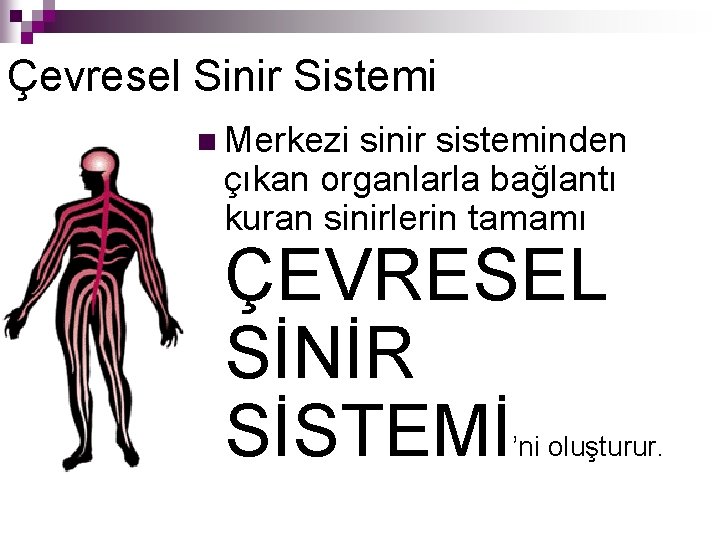 Çevresel Sinir Sistemi n Merkezi sinir sisteminden çıkan organlarla bağlantı kuran sinirlerin tamamı ÇEVRESEL