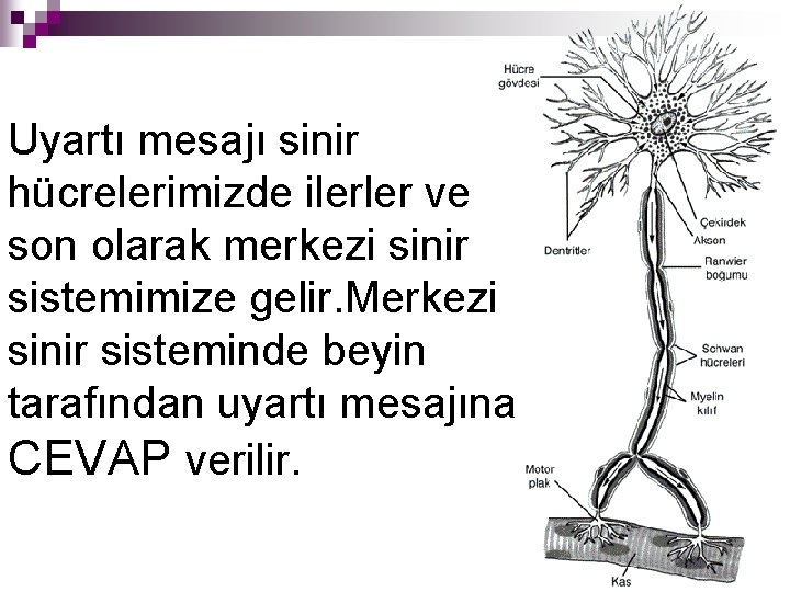 Uyartı mesajı sinir hücrelerimizde ilerler ve son olarak merkezi sinir sistemimize gelir. Merkezi sinir