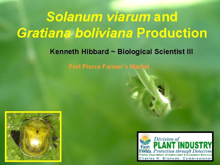 Solanum viarum and Gratiana boliviana Production Kenneth Hibbard ~ Biological Scientist III Fort Pierce