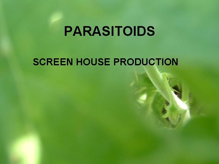 PARASITOIDS SCREEN HOUSE PRODUCTION 