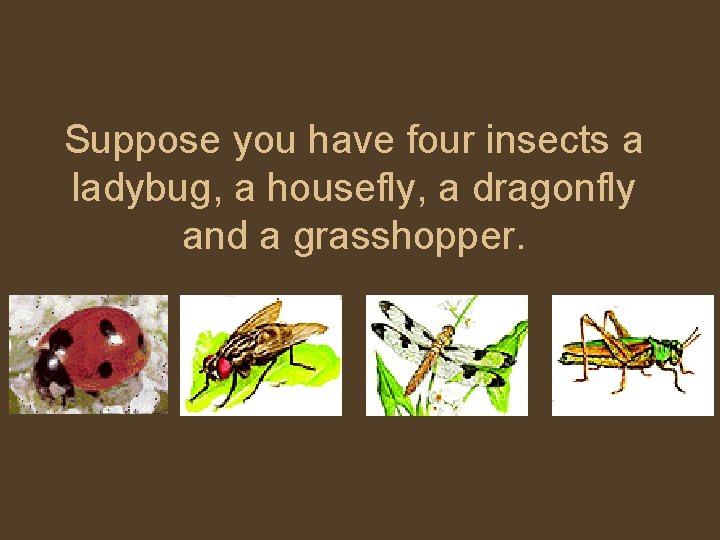 Suppose you have four insects a ladybug, a housefly, a dragonfly and a grasshopper.