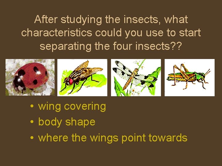 After studying the insects, what characteristics could you use to start separating the four
