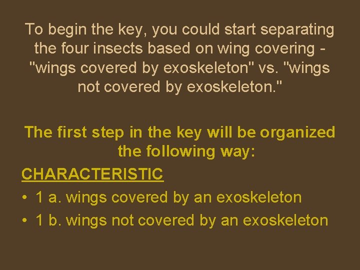 To begin the key, you could start separating the four insects based on wing