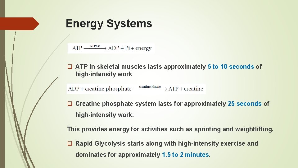 Energy Systems q ATP in skeletal muscles lasts approximately 5 to 10 seconds of