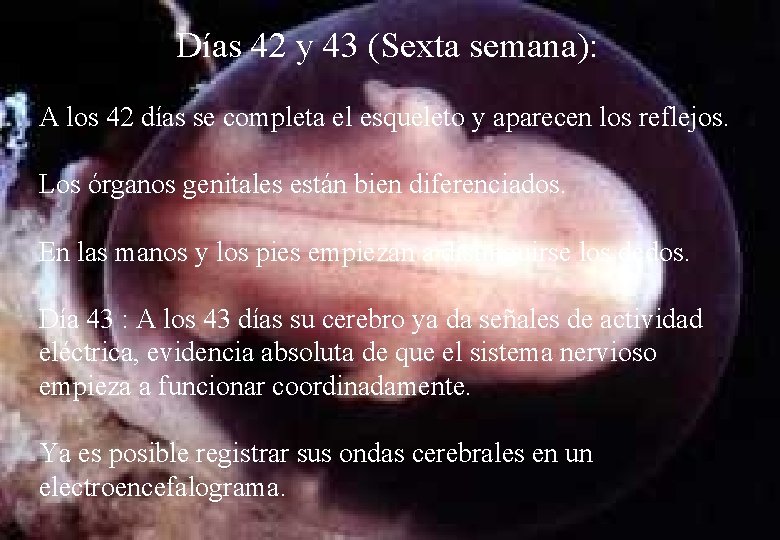 Días 42 y 43 (Sexta semana): A los 42 días se completa el esqueleto