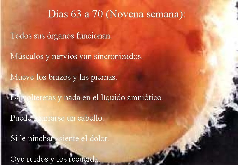 Días 63 a 70 (Novena semana): Todos sus órganos funcionan. Músculos y nervios van