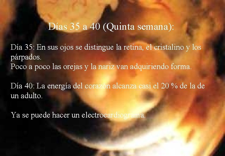 Días 35 a 40 (Quinta semana): Día 35: En sus ojos se distingue la