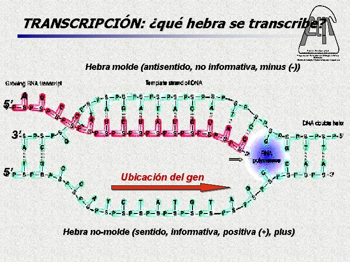 TRANSCRIPCIÓN: ¿qué hebra se transcribe? Fac. Cs. Ex. Qcas. y Nat. UNIVERSIDAD NACIONAL DE