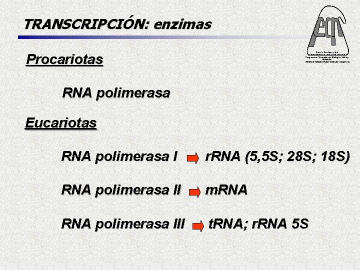 TRANSCRIPCIÓN: enzimas Fac. Cs. Ex. Qcas. y Nat. UNIVERSIDAD NACIONAL DE MISIONES Programa de