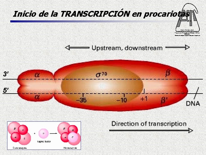 Inicio de la TRANSCRIPCIÓN en procariotas Fac. Cs. Ex. Qcas. y Nat. UNIVERSIDAD NACIONAL