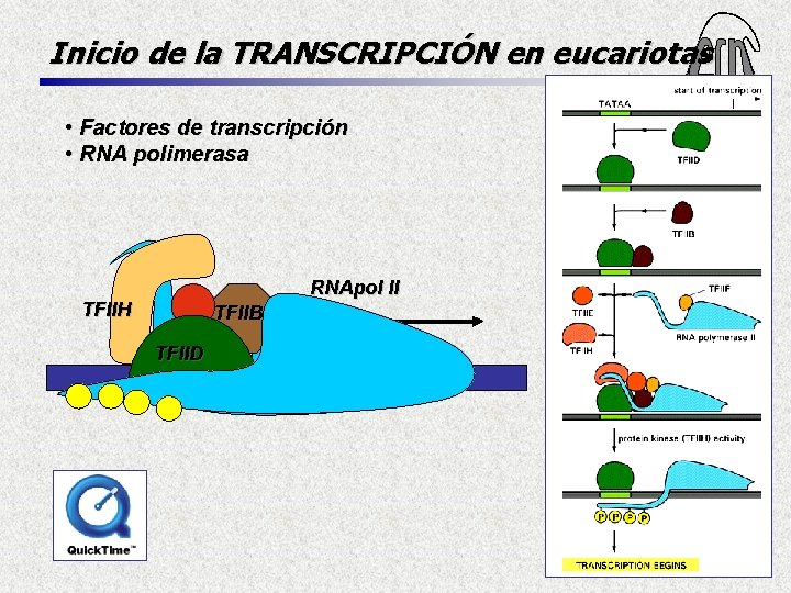 Inicio de la TRANSCRIPCIÓN en eucariotas • Factores de transcripción • RNA polimerasa RNApol