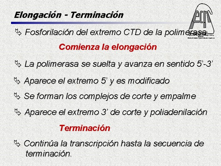 Elongación - Terminación Ä Fosforilación del extremo CTD de la polimerasa Fac. Cs. Ex.
