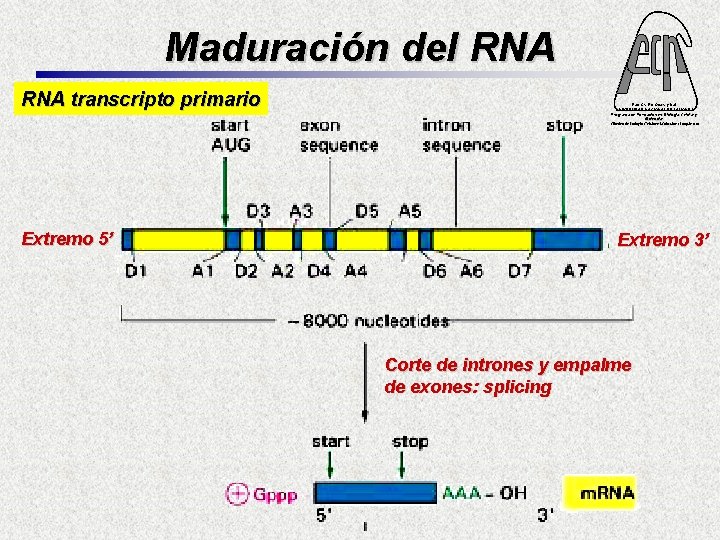 Maduración del RNA transcripto primario Extremo 5’ Fac. Cs. Ex. Qcas. y Nat. UNIVERSIDAD