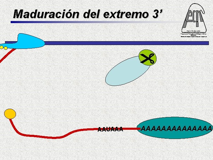 Maduración del extremo 3’ Fac. Cs. Ex. Qcas. y Nat. UNIVERSIDAD NACIONAL DE MISIONES