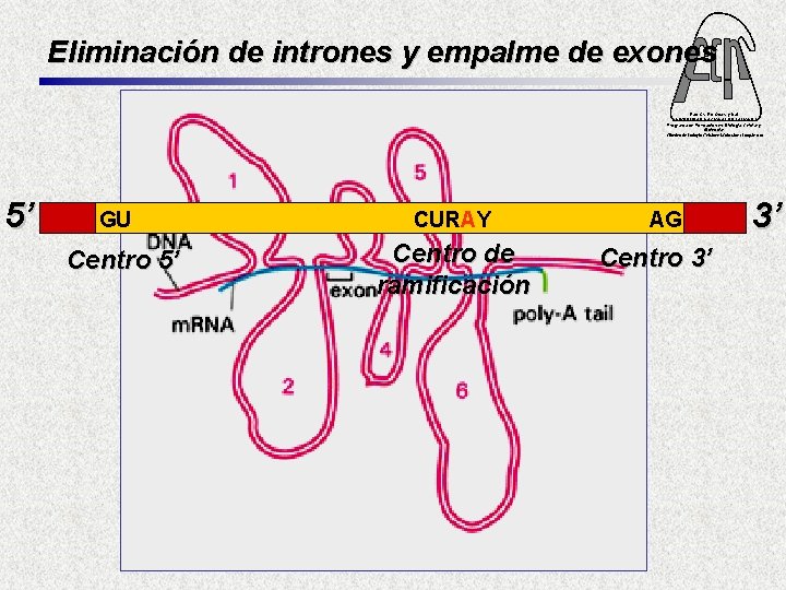 Eliminación de intrones y empalme de exones Fac. Cs. Ex. Qcas. y Nat. UNIVERSIDAD