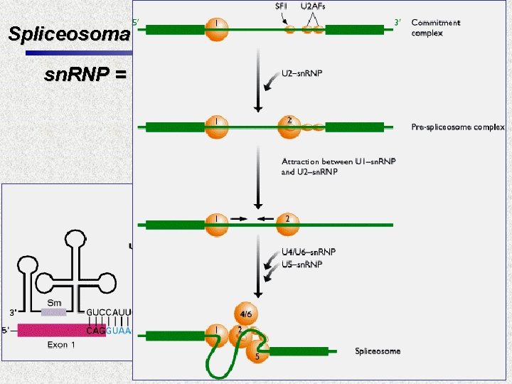 Spliceosoma sn. RNP = proteínas + sn. RNA Fac. Cs. Ex. Qcas. y Nat.