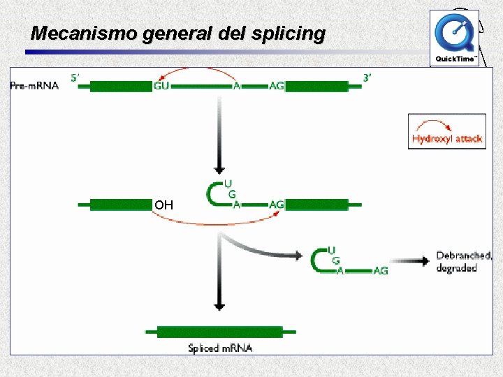 Mecanismo general del splicing Fac. Cs. Ex. Qcas. y Nat. UNIVERSIDAD NACIONAL DE MISIONES