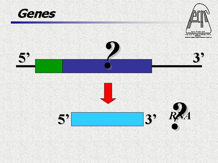 Genes Fac. Cs. Ex. Qcas. y Nat. UNIVERSIDAD NACIONAL DE MISIONES Programa de Formación