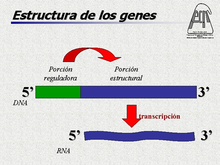 Estructura de los genes Fac. Cs. Ex. Qcas. y Nat. UNIVERSIDAD NACIONAL DE MISIONES