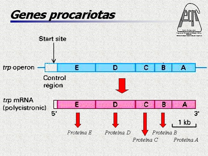 Genes procariotas Fac. Cs. Ex. Qcas. y Nat. UNIVERSIDAD NACIONAL DE MISIONES Programa de