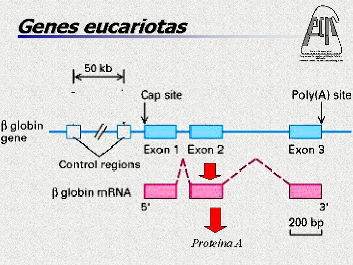 Genes eucariotas Fac. Cs. Ex. Qcas. y Nat. UNIVERSIDAD NACIONAL DE MISIONES Programa de