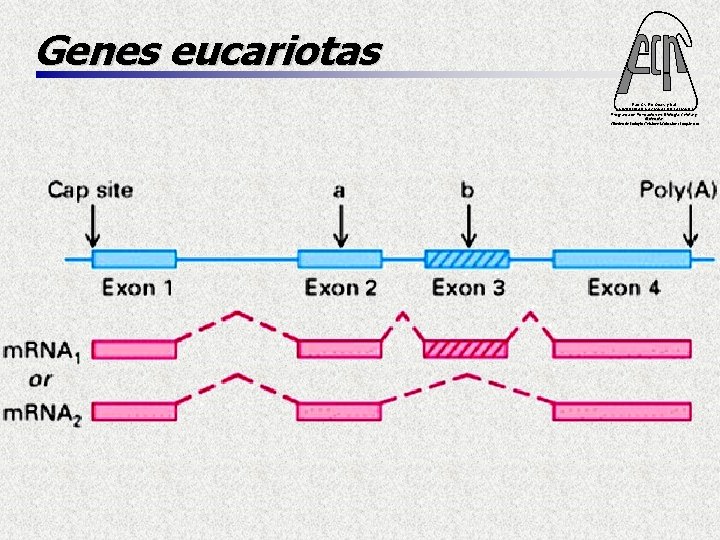 Genes eucariotas Fac. Cs. Ex. Qcas. y Nat. UNIVERSIDAD NACIONAL DE MISIONES Programa de