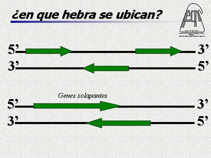 ¿en que hebra se ubican? Fac. Cs. Ex. Qcas. y Nat. UNIVERSIDAD NACIONAL DE