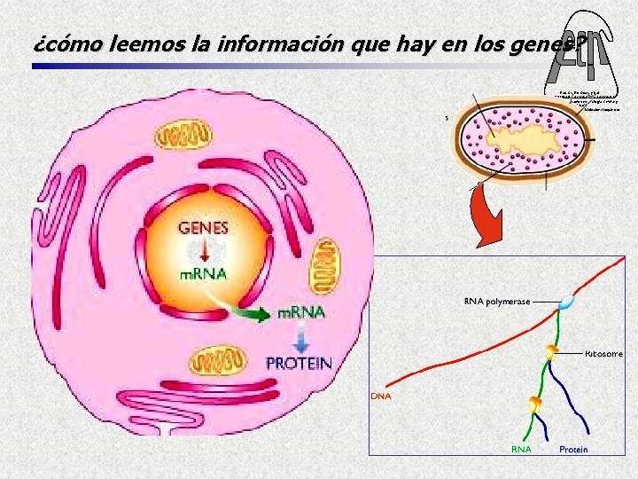 ¿cómo leemos la información que hay en los genes? Fac. Cs. Ex. Qcas. y