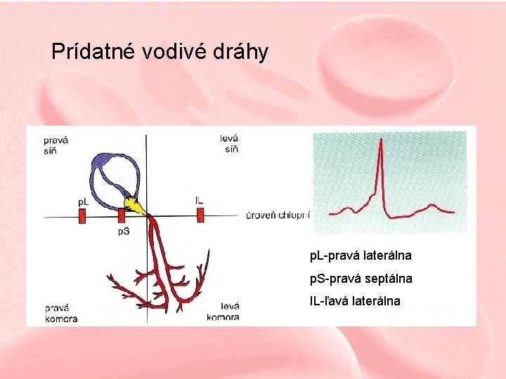 Prídatné vodivé dráhy p. L-pravá laterálna p. S-pravá septálna IL-ľavá laterálna 