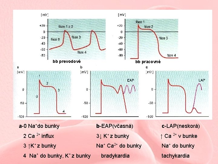 bb prevodové bb pracovné a-0 Na+do bunky b-EAP(včasná) c-LAP(neskorá) 2 Ca 2+ influx 3↓