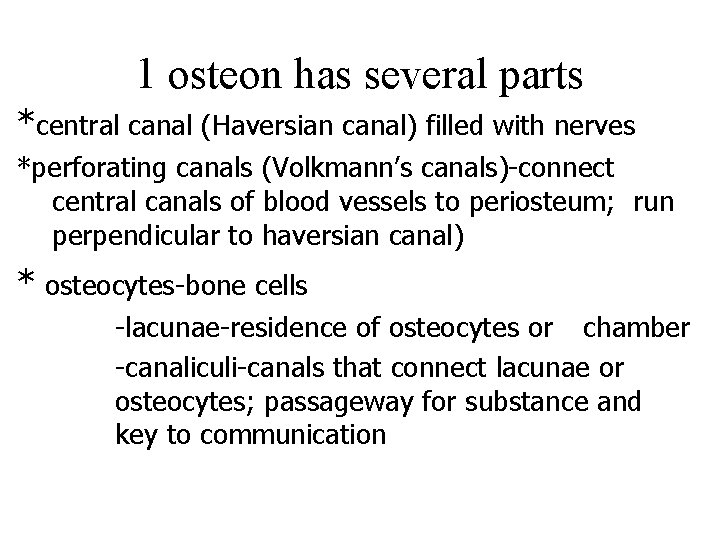 1 osteon has several parts *central canal (Haversian canal) filled with nerves *perforating canals