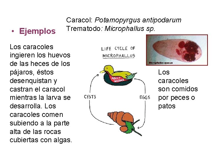  • Ejemplos Caracol: Potamopyrgus antipodarum Trematodo: Microphallus sp. Los caracoles ingieren los huevos