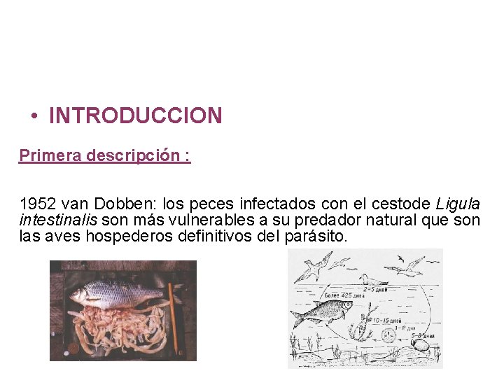  • INTRODUCCION Primera descripción : 1952 van Dobben: los peces infectados con el