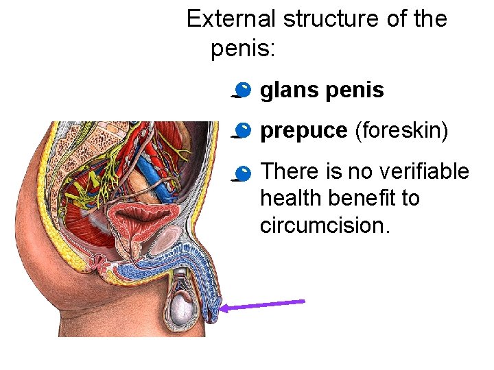 External structure of the penis: · glans penis · prepuce (foreskin) · There is