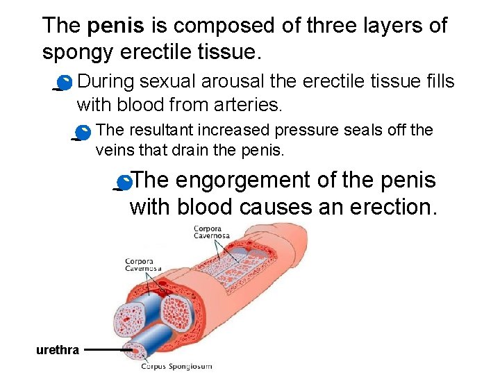 The penis is composed of three layers of spongy erectile tissue. · During sexual