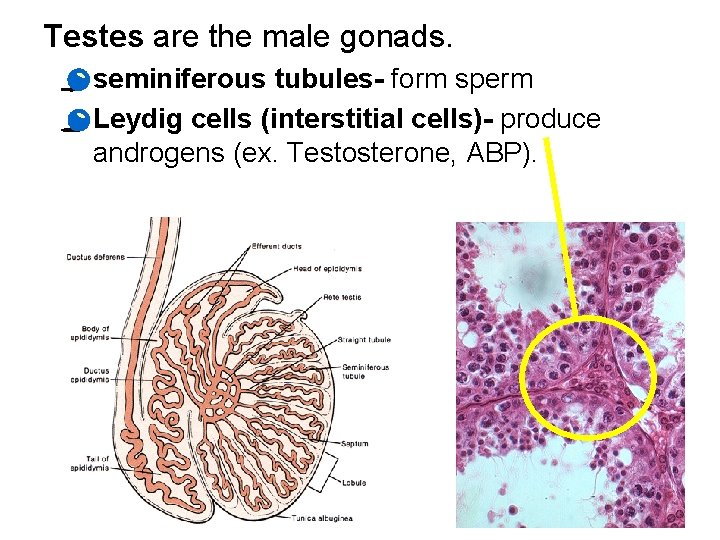 Testes are the male gonads. · seminiferous tubules- form sperm · Leydig cells (interstitial