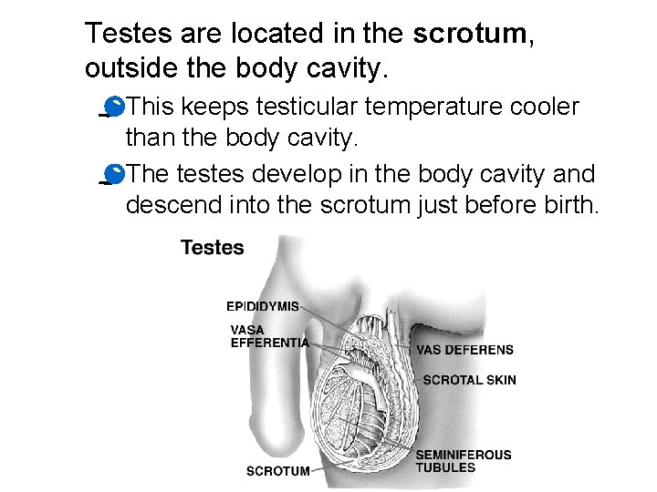 Testes are located in the scrotum, outside the body cavity. · This keeps testicular