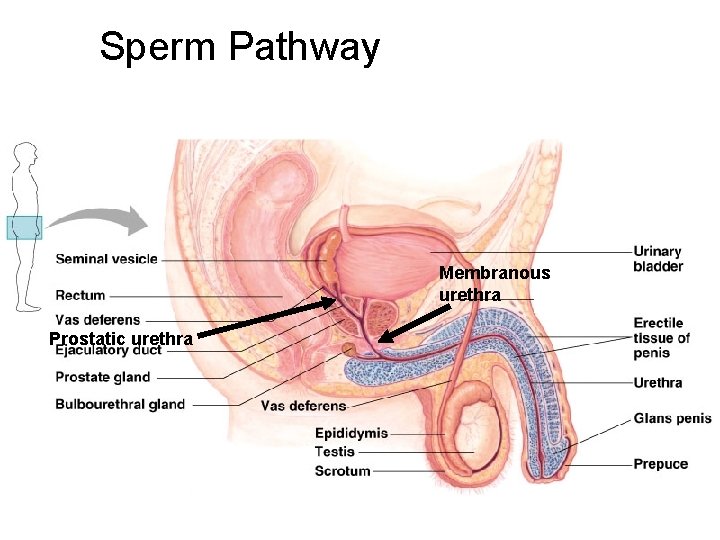 Sperm Pathway Membranous urethra Prostatic urethra 