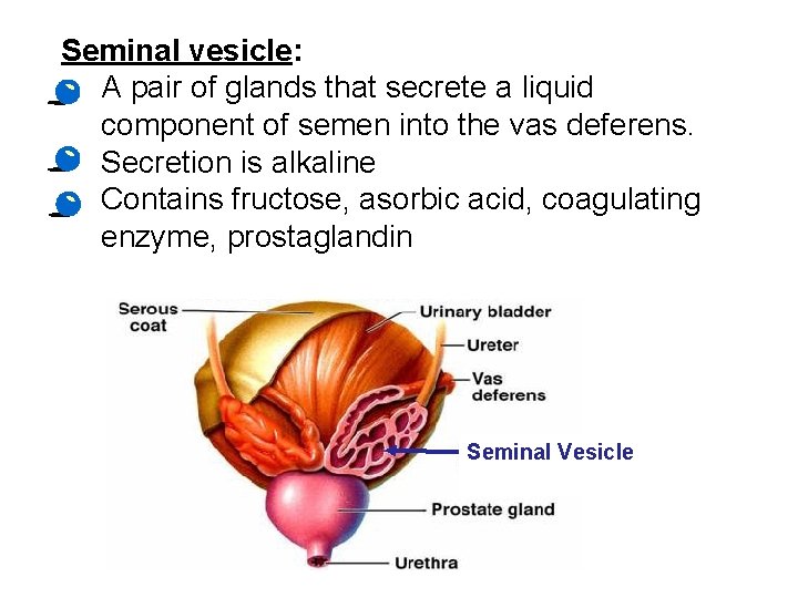 Seminal vesicle: • A pair of glands that secrete a liquid component of semen