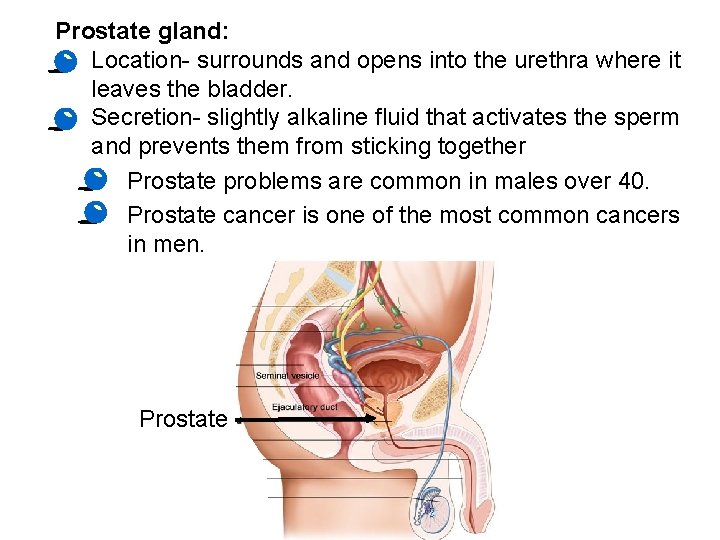 Prostate gland: • Location- surrounds and opens into the urethra where it leaves the