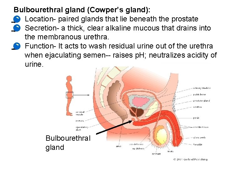 Bulbourethral gland (Cowper’s gland): • Location- paired glands that lie beneath the prostate •